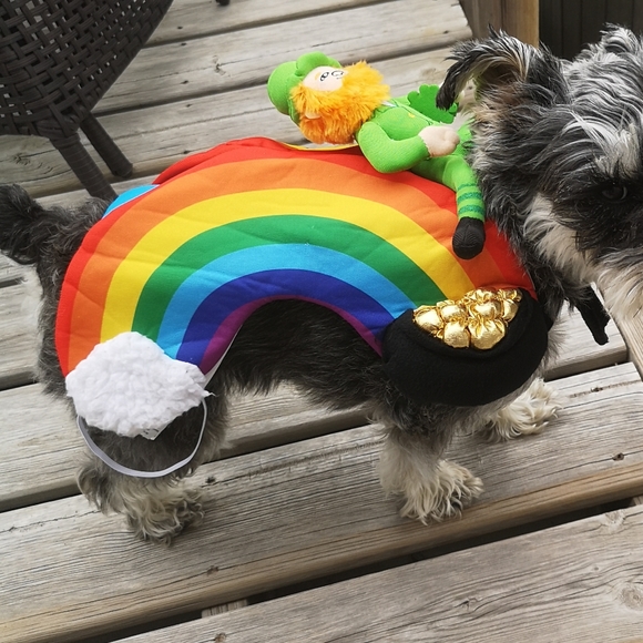 Halloween Small Dog Costume Leprechaun Riding A Rainbow π FUN See Measurements - Picture 2 of 15